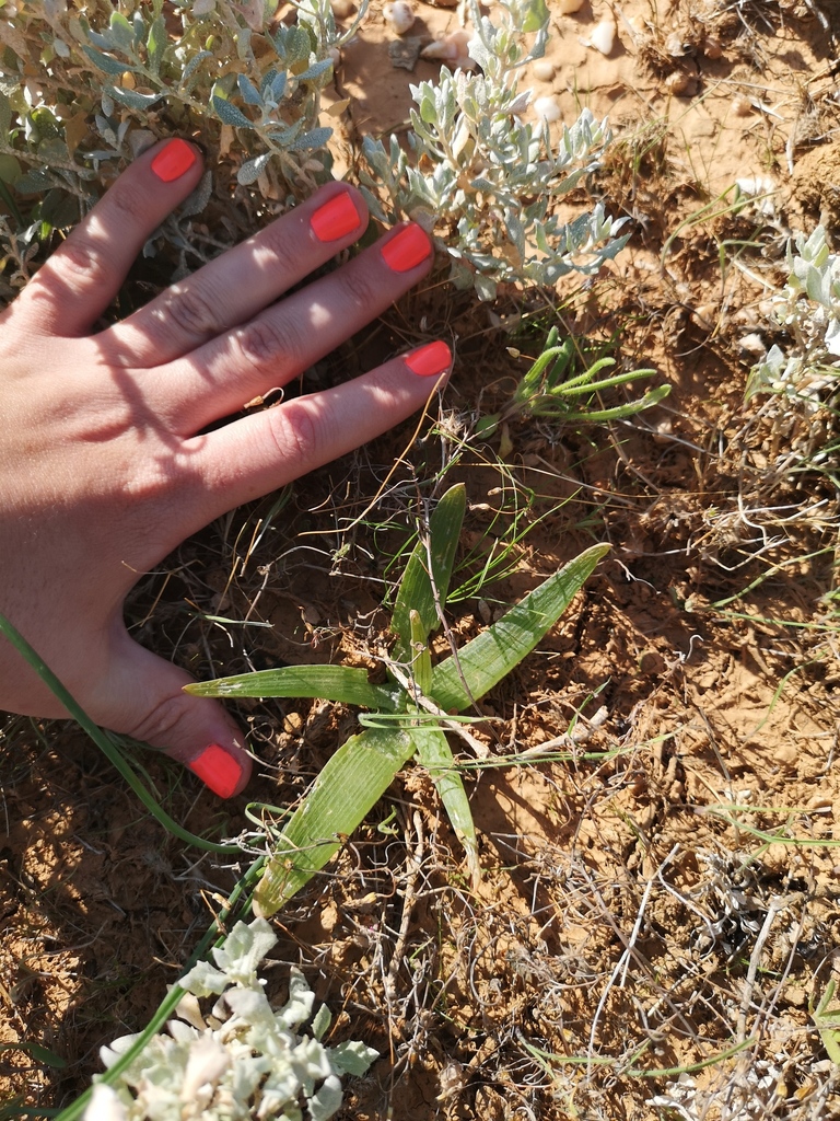 Bulbine fallax, West Coast, ZA-WC, ZA