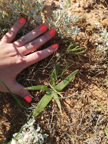 Bulbine fallax