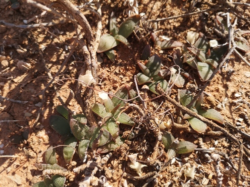 Bulbine fallax