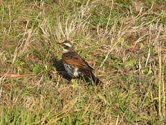 Turdus eunomus