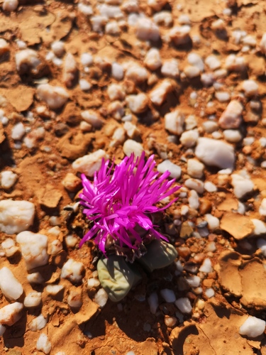 Argyroderma delaetii