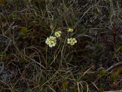 Draba pilosa