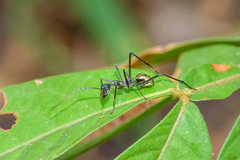 Dolichoderus rugosus