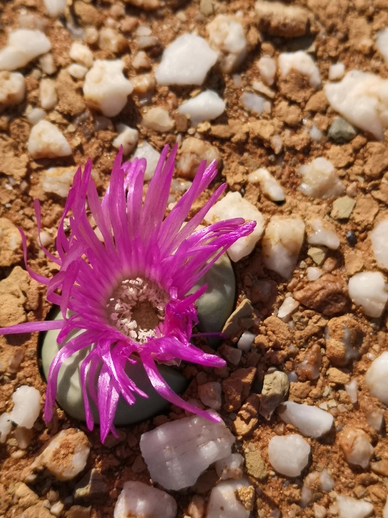 Argyroderma delaetii, West Coast, ZA-WC, ZA