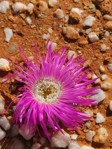 Argyroderma delaetii