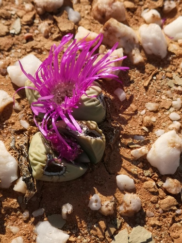 Argyroderma delaetii