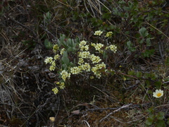 Draba pilosa