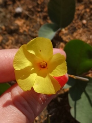 Oxalis salteri