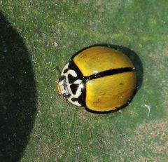 Oenopia cuneata