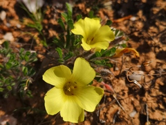 Oxalis argillacea