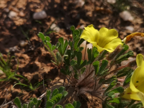 Oxalis argillacea (Oxalis argillacea)
