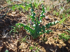 Freesia viridis crispifolia