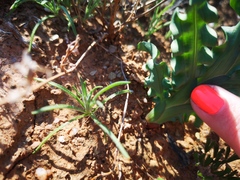 Freesia viridis crispifolia