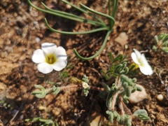 Oxalis argillacea