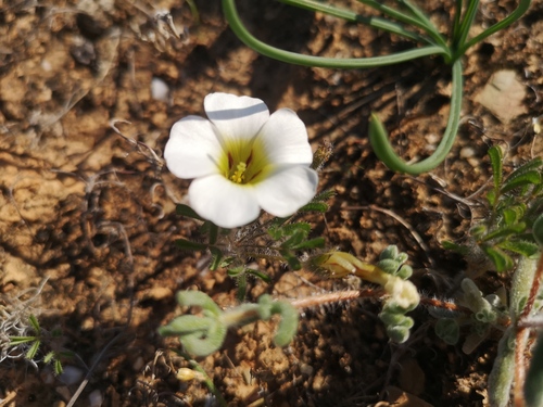 Oxalis argillacea (Oxalis argillacea)