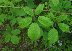 Rubus leightonii