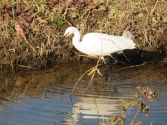 Egretta garzetta