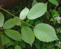 Rubus leightonii