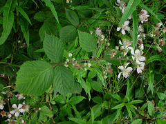 Rubus leightonii