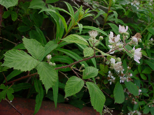 Leighton's Bramble (Rubus leightonii)