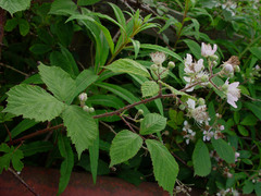 Rubus leightonii