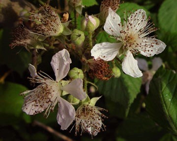 Rubus leightonii · iNaturalist