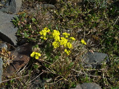 Draba pilosa