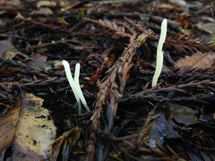 Clavaria falcata