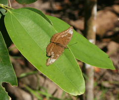 Tanaecia julii odilina