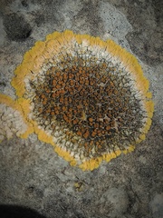 Variospora aurantia
