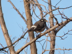 Spodiopsar cineraceus
