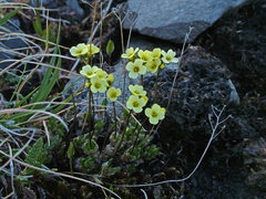 Draba pilosa
