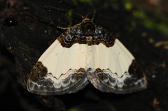 Mesoleuca albicillata