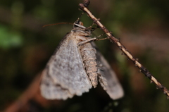 Mesoleuca albicillata