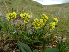 Draba pilosa