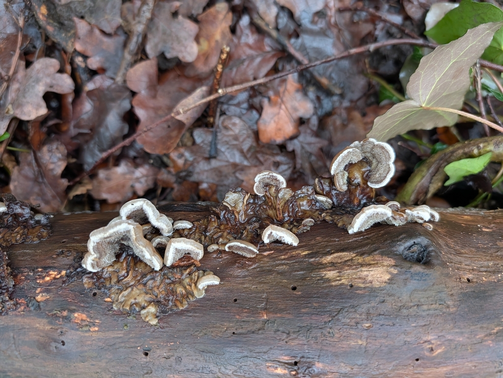 Auricularia mesenterica · January 2026 · photo: © pilmar (iNaturalist, cc0)
