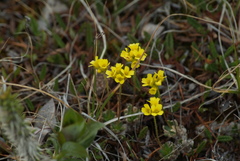 Draba pilosa