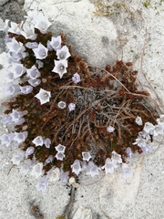 Roella squarrosa