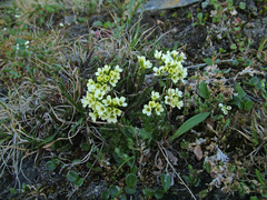 Draba pilosa