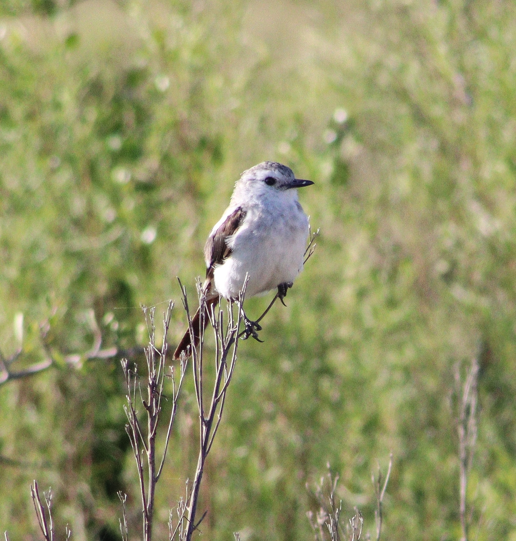 Black-and-white Monjita (Heteroxolmis dominicana), photo 1
