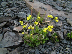 Draba pilosa