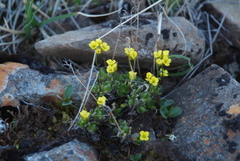 Draba pilosa