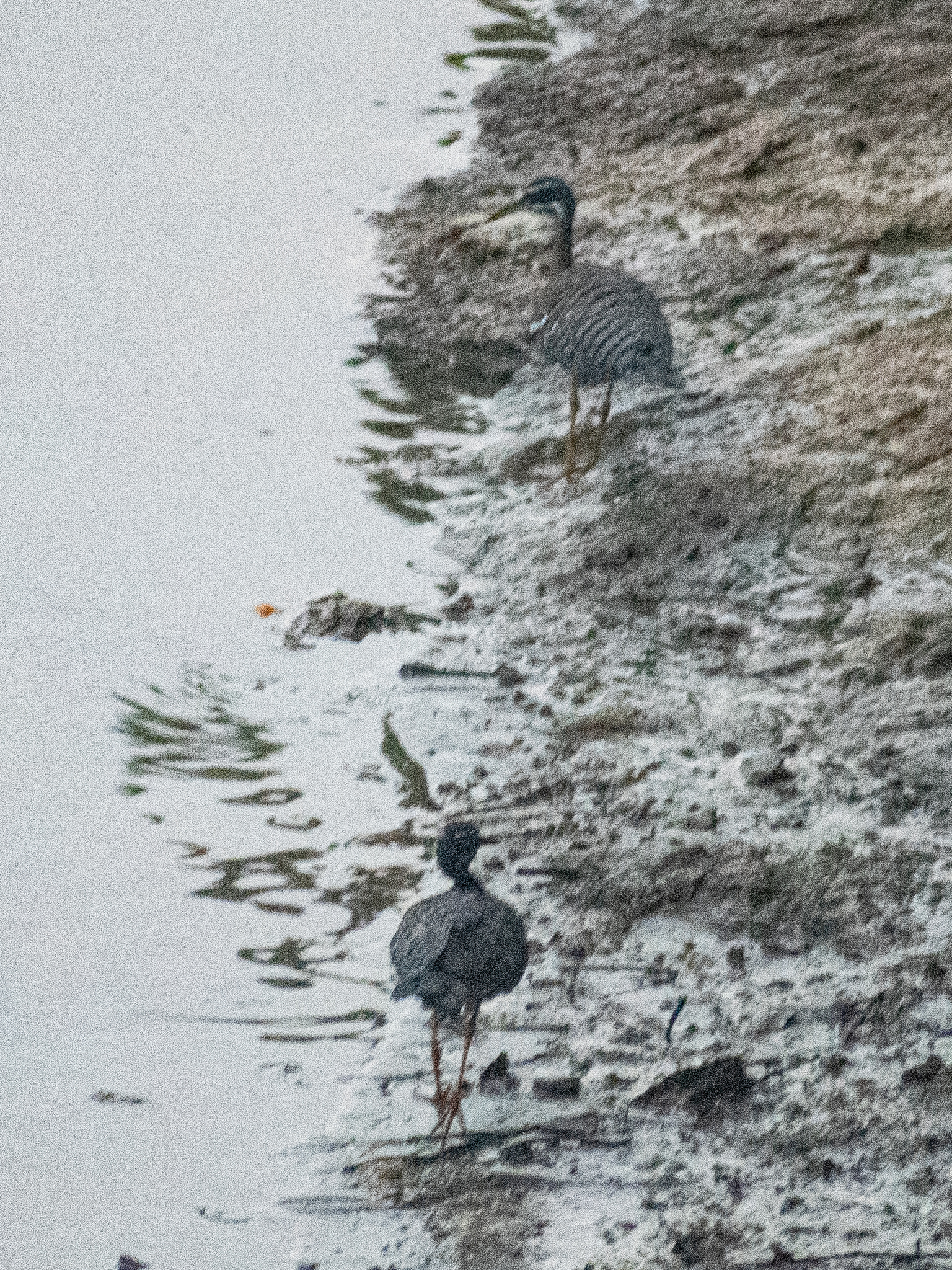 Sunbittern (Eurypyga helias), photo 5