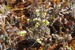Draba pilosa