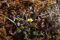 Draba pilosa