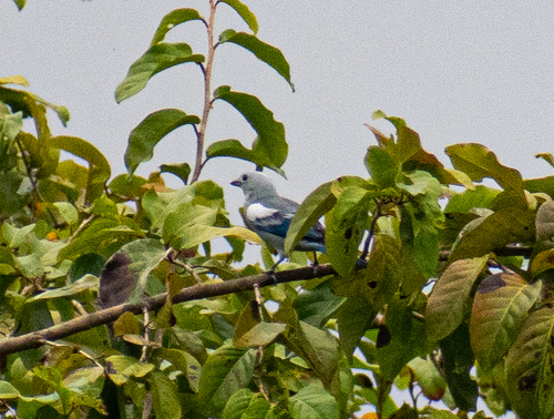 Blue-grey Tanager (Thraupis episcopus), photo 2