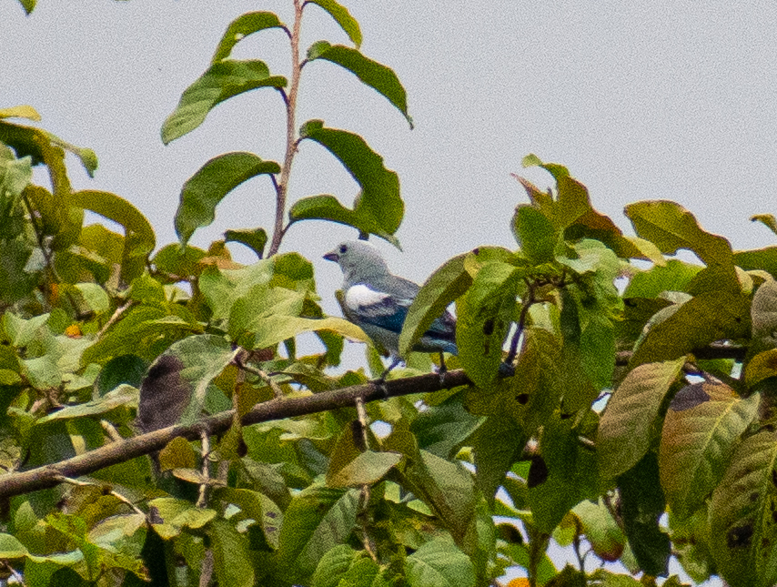 Blue-grey Tanager (Thraupis episcopus), photo 2