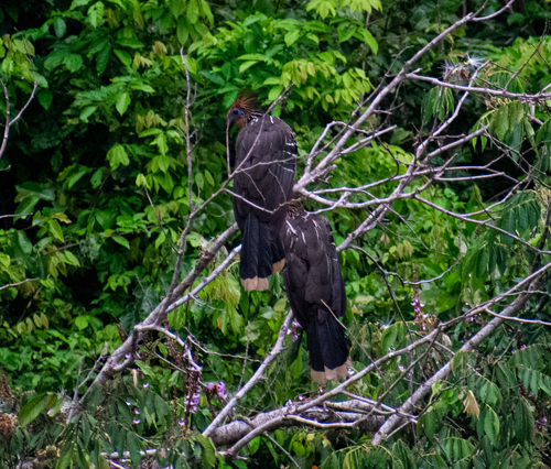 Hoatzin (Opisthocomus hoazin), photo 4