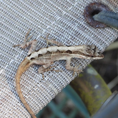 Ornate Anole, Anolis crassulus