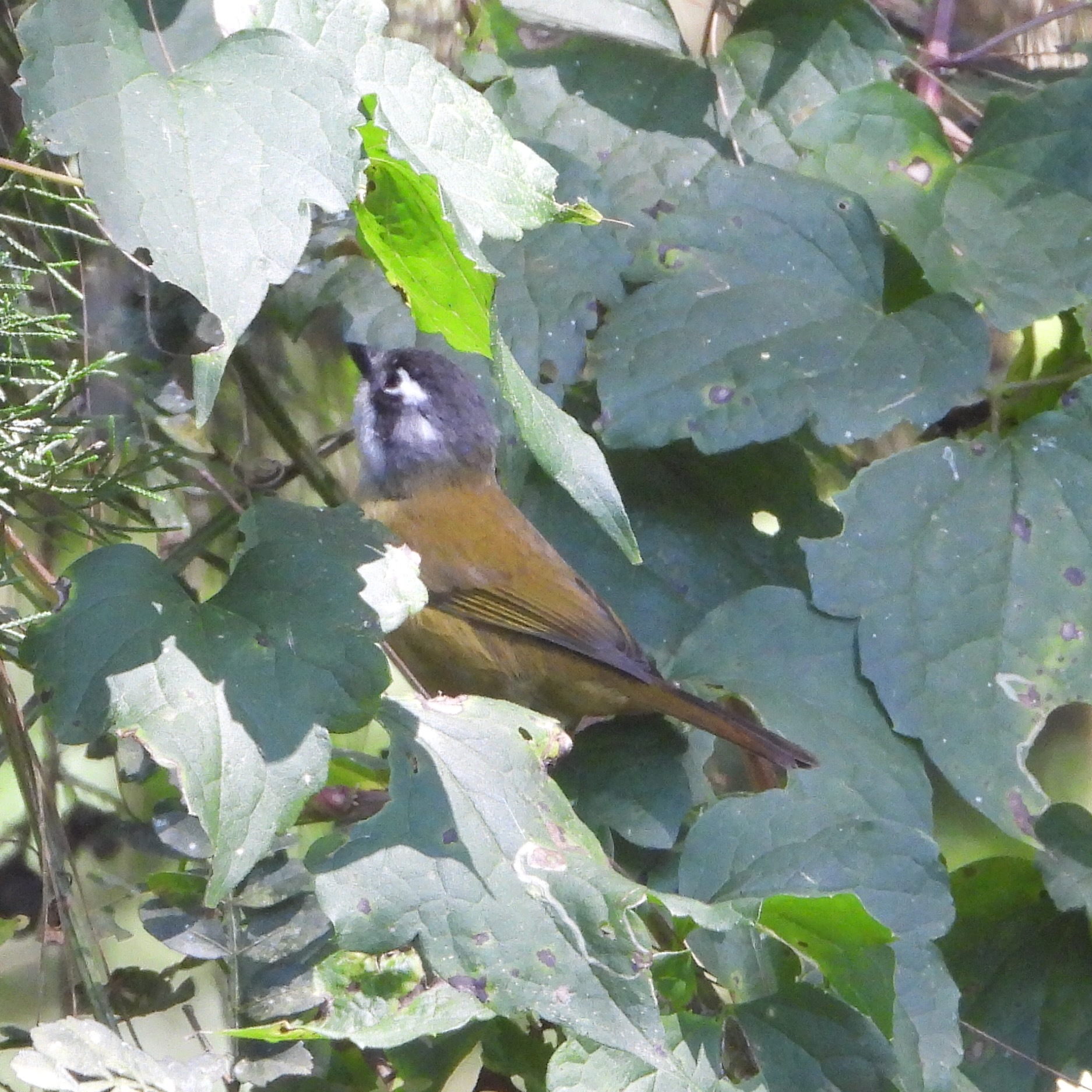 Common Chlorospingus (Chlorospingus flavopectus), photo 1